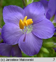 Polemonium coeruleum