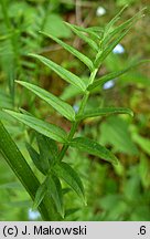 Polemonium coeruleum