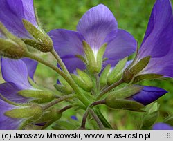 Polemonium coeruleum