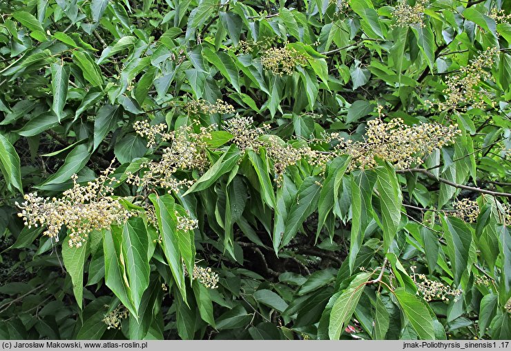 Poliothyrsis sinensis (poliotyrsis chiński)