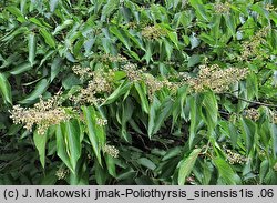 Poliothyrsis sinensis (poliotyrsis chiński)