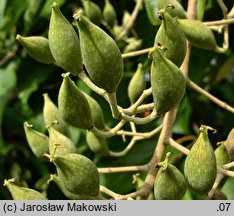 Poliothyrsis sinensis (poliotyrsis chiński)