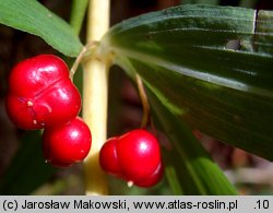 Polygonatum verticillatum (kokoryczka okółkowa)