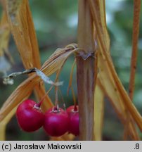 Polygonatum verticillatum (kokoryczka okółkowa)