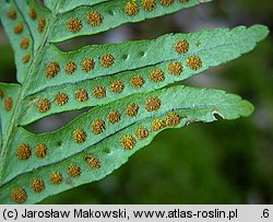 Polypodium vulgare