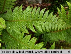 Polystichum aculeatum (paprotnik kolczysty)