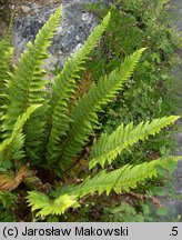 Polystichum aculeatum (paprotnik kolczysty)