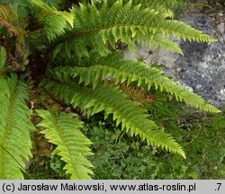 Polystichum aculeatum (paprotnik kolczysty)