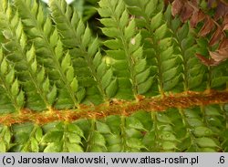 Polystichum aculeatum (paprotnik kolczysty)