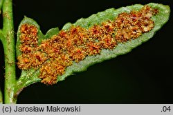 Polystichum acrostichoides (paprotnik bożonarodzeniowy)