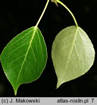 Populus simonii (topola chińska)