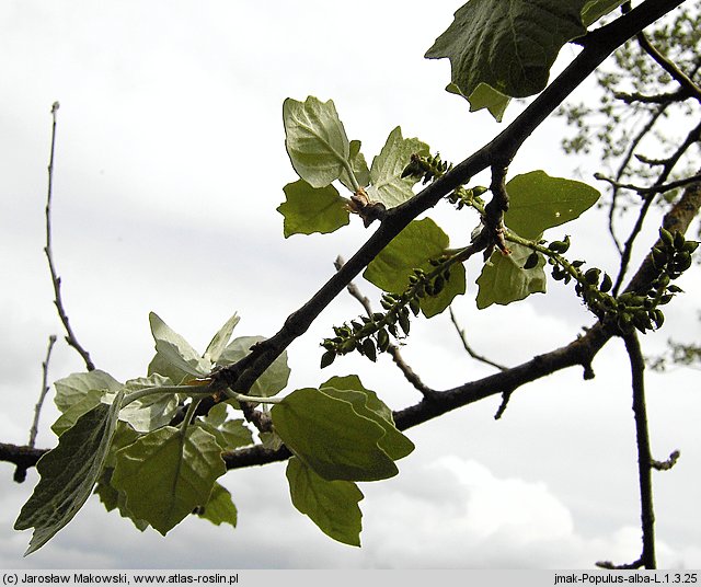 Populus alba