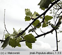 Populus alba