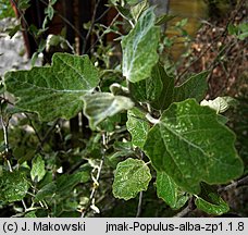 Populus alba