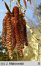 Populus nigra (topola czarna)