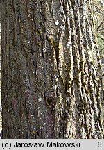 Populus nigra (topola czarna)