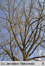 Populus nigra (topola czarna)