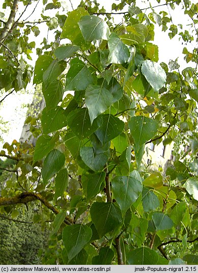 Populus nigra (topola czarna)