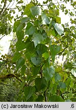 Populus nigra (topola czarna)