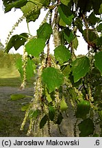 Populus tremula