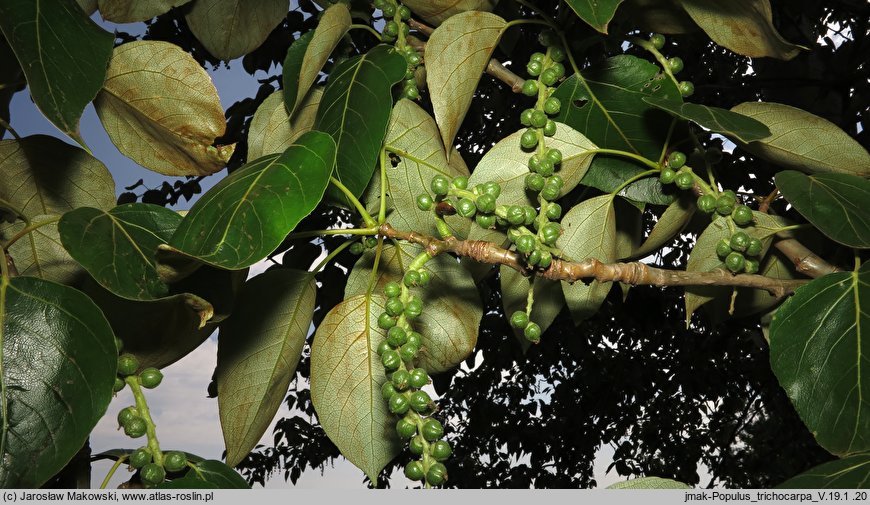 Populus trichocarpa (topola kalifornijska)