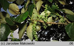 Populus trichocarpa (topola kalifornijska)