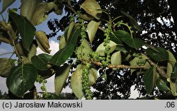 Populus trichocarpa (topola kalifornijska)