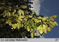 Populus trichocarpa (topola kalifornijska)