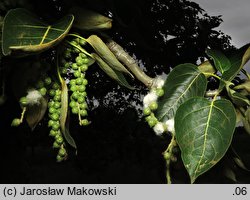 Populus trichocarpa (topola kalifornijska)