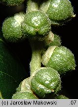 Populus trichocarpa (topola kalifornijska)