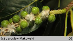 Populus trichocarpa (topola kalifornijska)