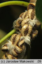 Populus trichocarpa (topola kalifornijska)