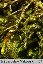 Porella arboris-vitae (parzoch pieprzowy)