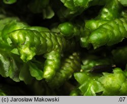 Porella arboris-vitae (parzoch pieprzowy)