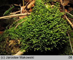 Porella arboris-vitae (parzoch pieprzowy)