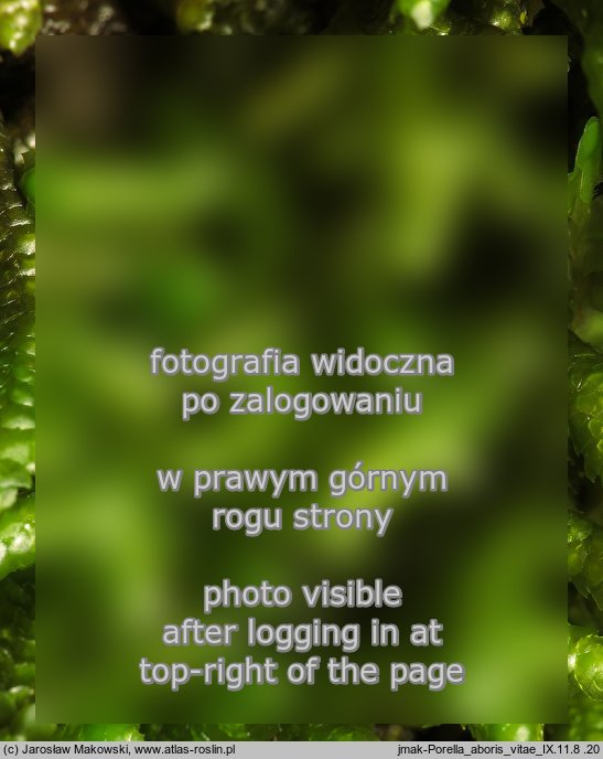 Porella arboris-vitae (parzoch pieprzowy)