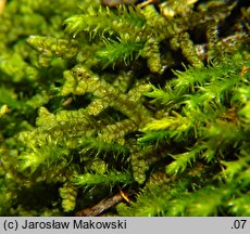 Porella platyphylla (parzoch szerokolistny)