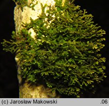 Porella platyphylla (parzoch szerokolistny)