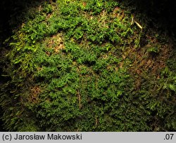 Porella platyphylla (parzoch szerokolistny)