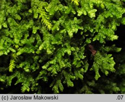 Porella platyphylla (parzoch szerokolistny)