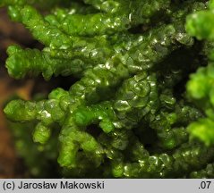 Porella platyphylla (parzoch szerokolistny)