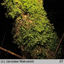 Porella platyphylla (parzoch szerokolistny)