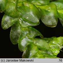 Porella platyphylla (parzoch szerokolistny)