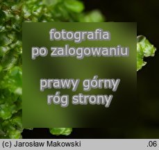 Porella platyphylla (parzoch szerokolistny)