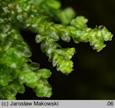 Porella platyphylla (parzoch szerokolistny)