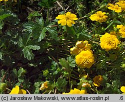 Potentilla crantzii (pięciornik alpejski)