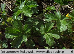 Potentilla crantzii (pięciornik alpejski)