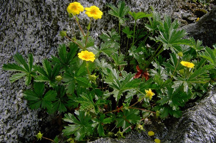 Potentilla crantzii