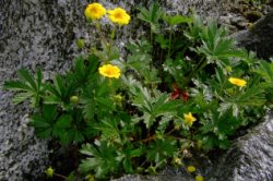 Potentilla crantzii