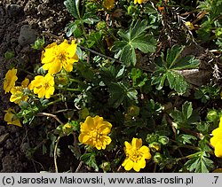 Potentilla crantzii (pięciornik alpejski)